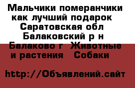 Мальчики-померанчики как лучший подарок - Саратовская обл., Балаковский р-н, Балаково г. Животные и растения » Собаки   